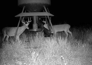 night two deer game cam cropped           