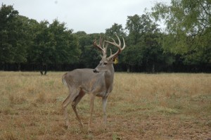 ranch deer 10     
