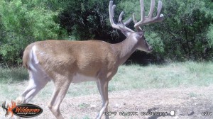 ranch deer 22