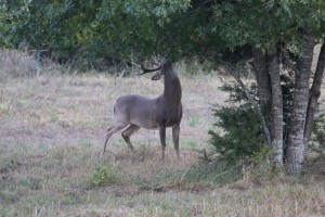 ranch deer 8     