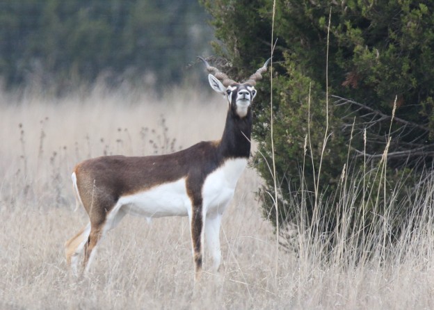 Blackbuck antelope