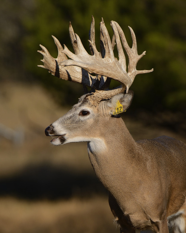 Breeder Bucks at Sierra Mesa Ranch