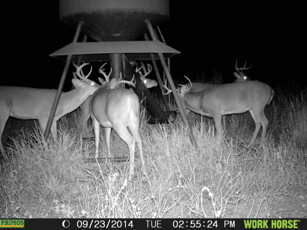 Deer at Sierra Mesa Ranch