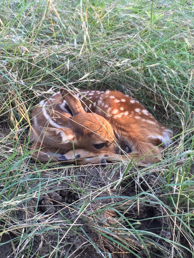 Fawns born on SMR 2015