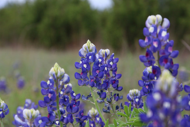 Wildflowers at SMR