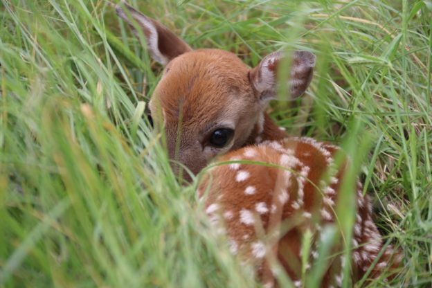 Fawns born on SMR – Summer 2016