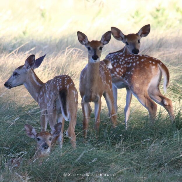 Fawns born at SMR – Summer 2018