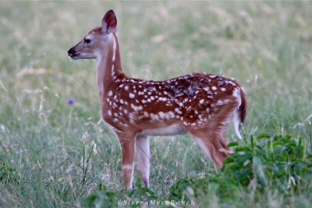 Fawns born at SMR – Summer 2019