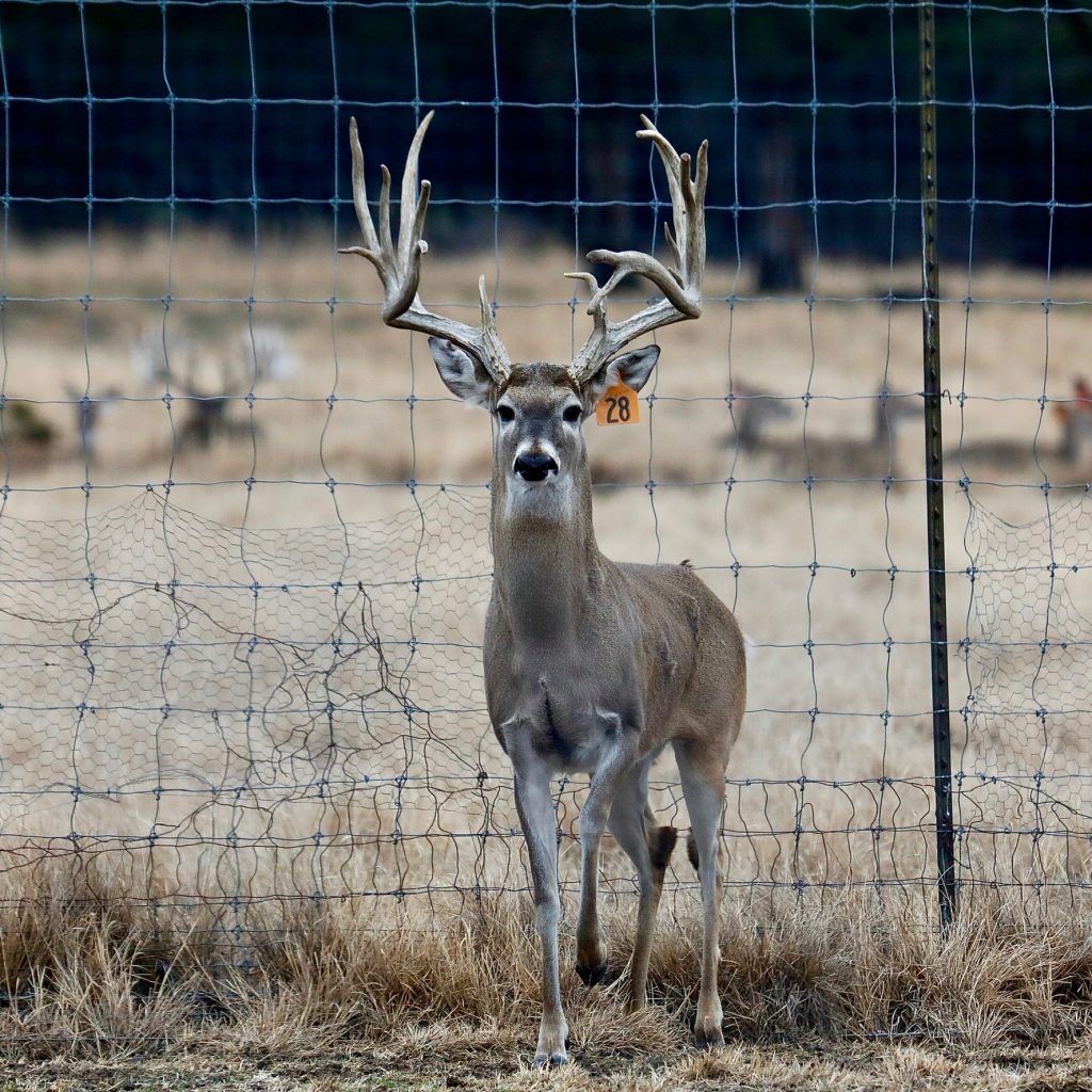 breeder bucks