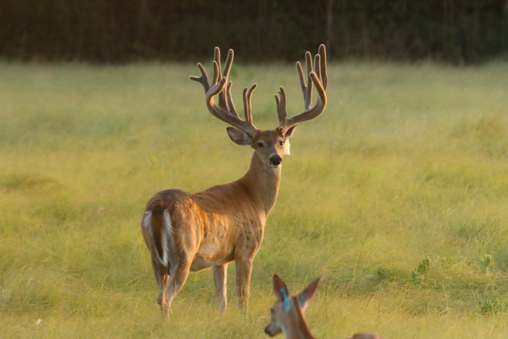 breeder bucks