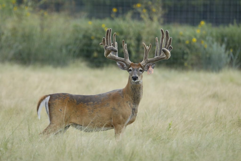 breeder bucks