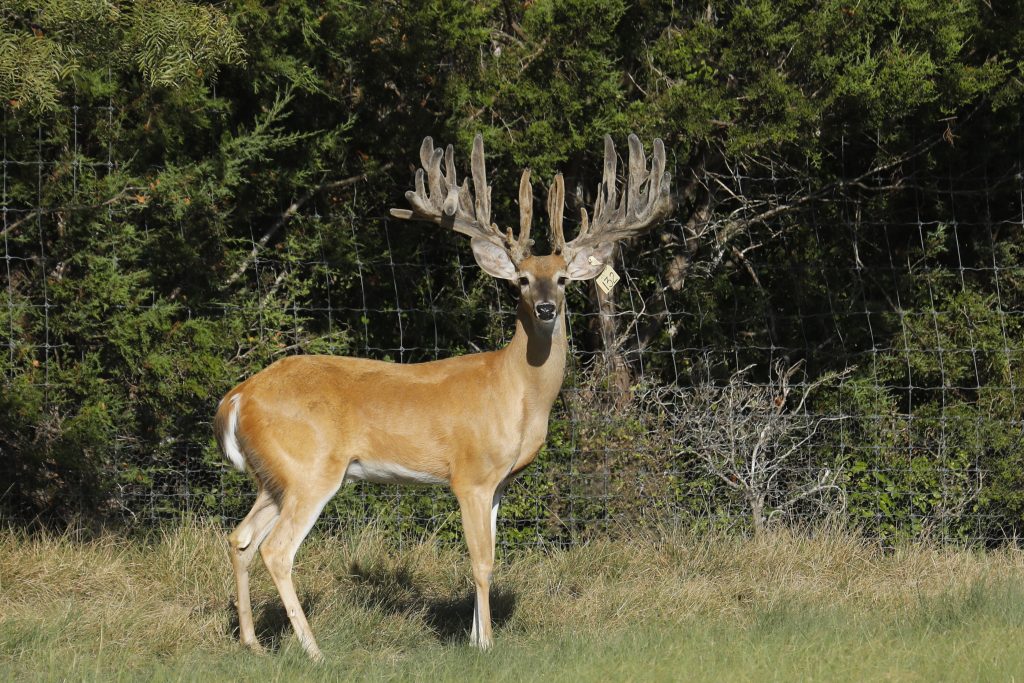 breeder bucks