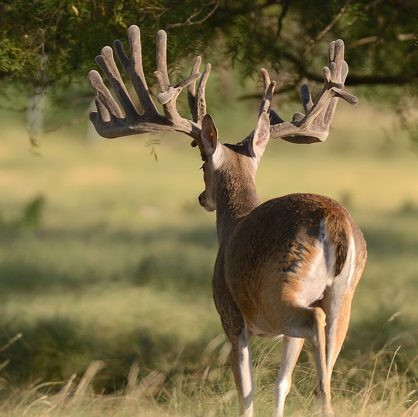 breeder bucks