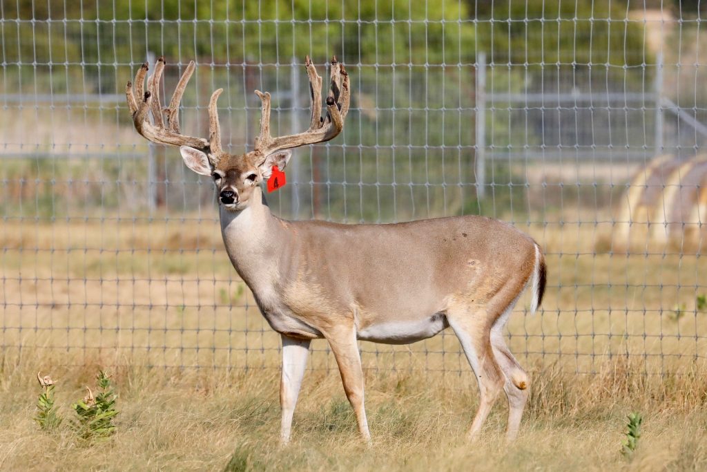 breeder bucks