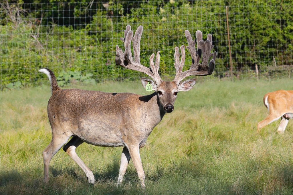 breeder bucks