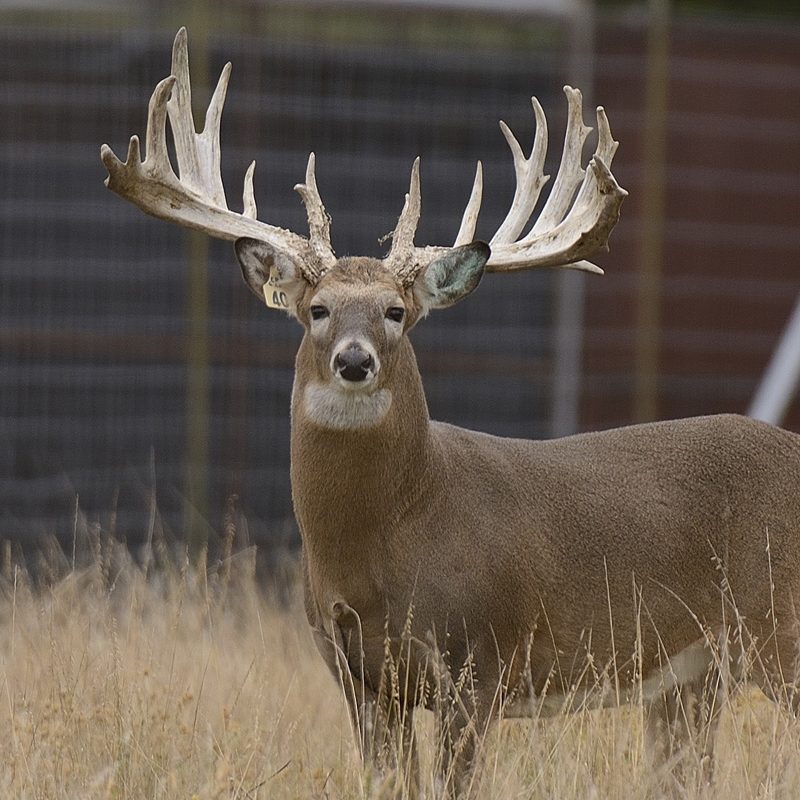 breeder bucks
