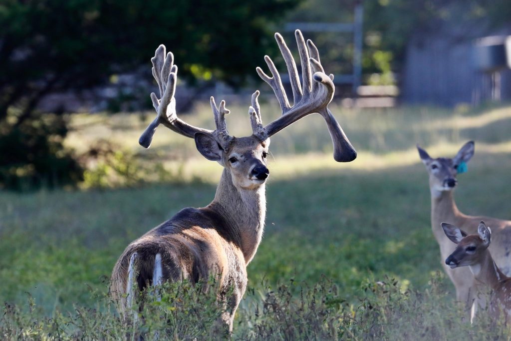 breeder bucks