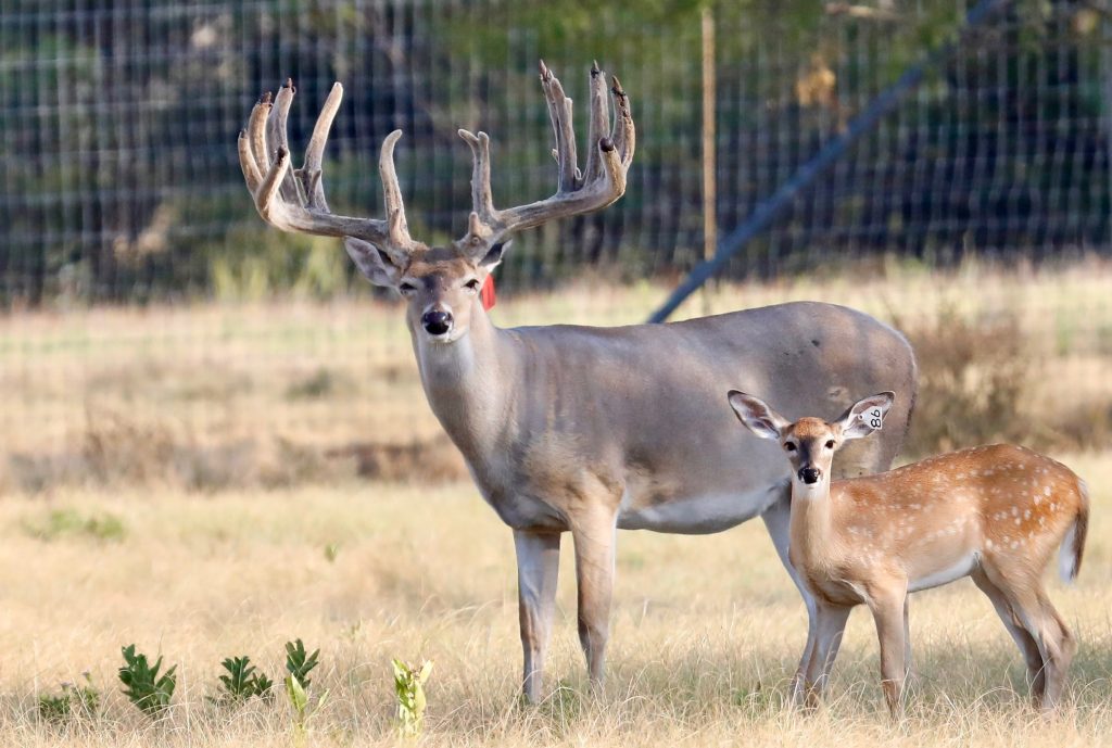 breeder bucks