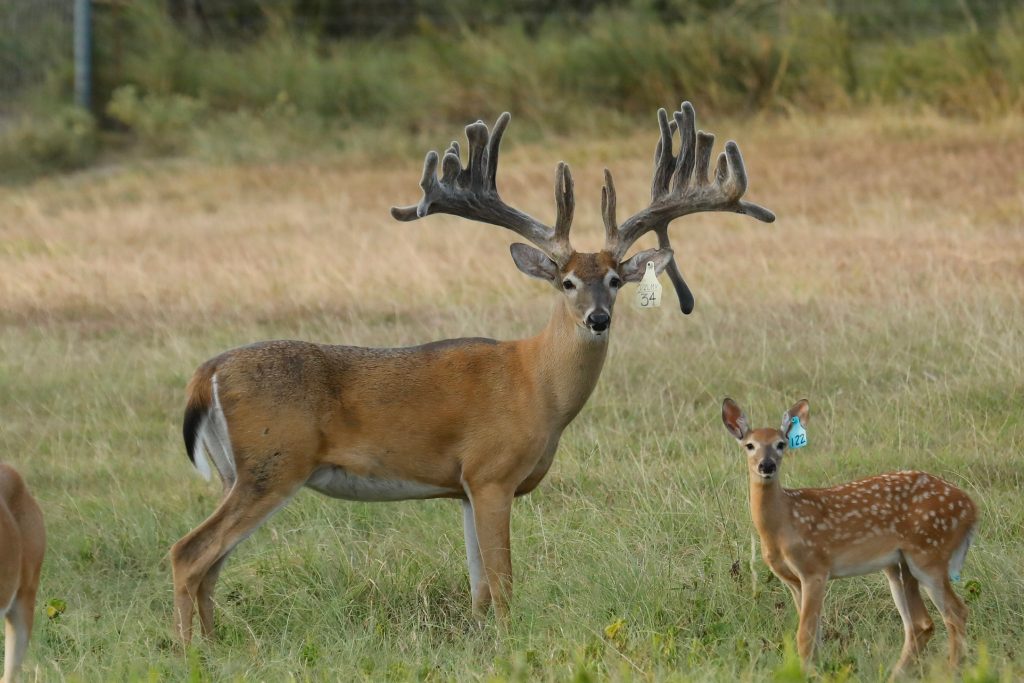 breeder bucks