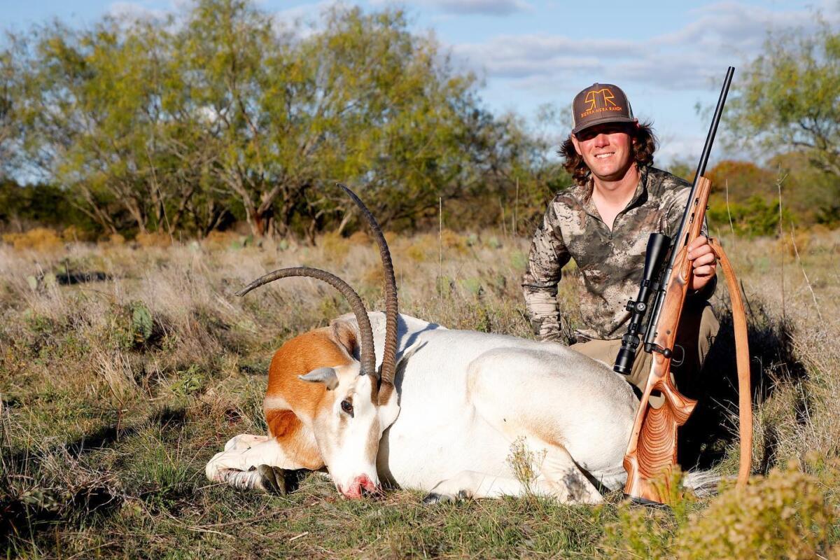 Clay oryx 2020