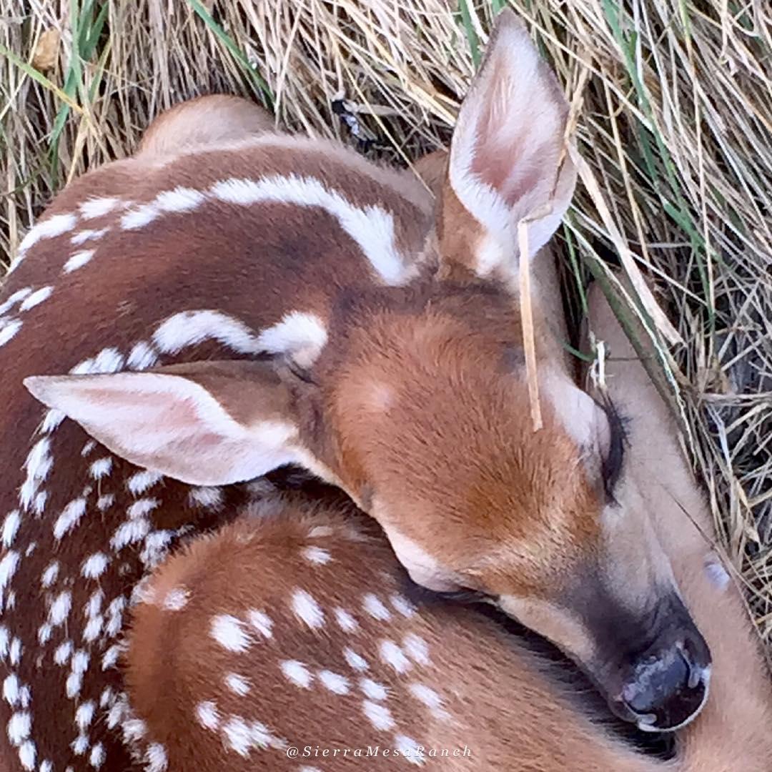 Fawns 2018 1