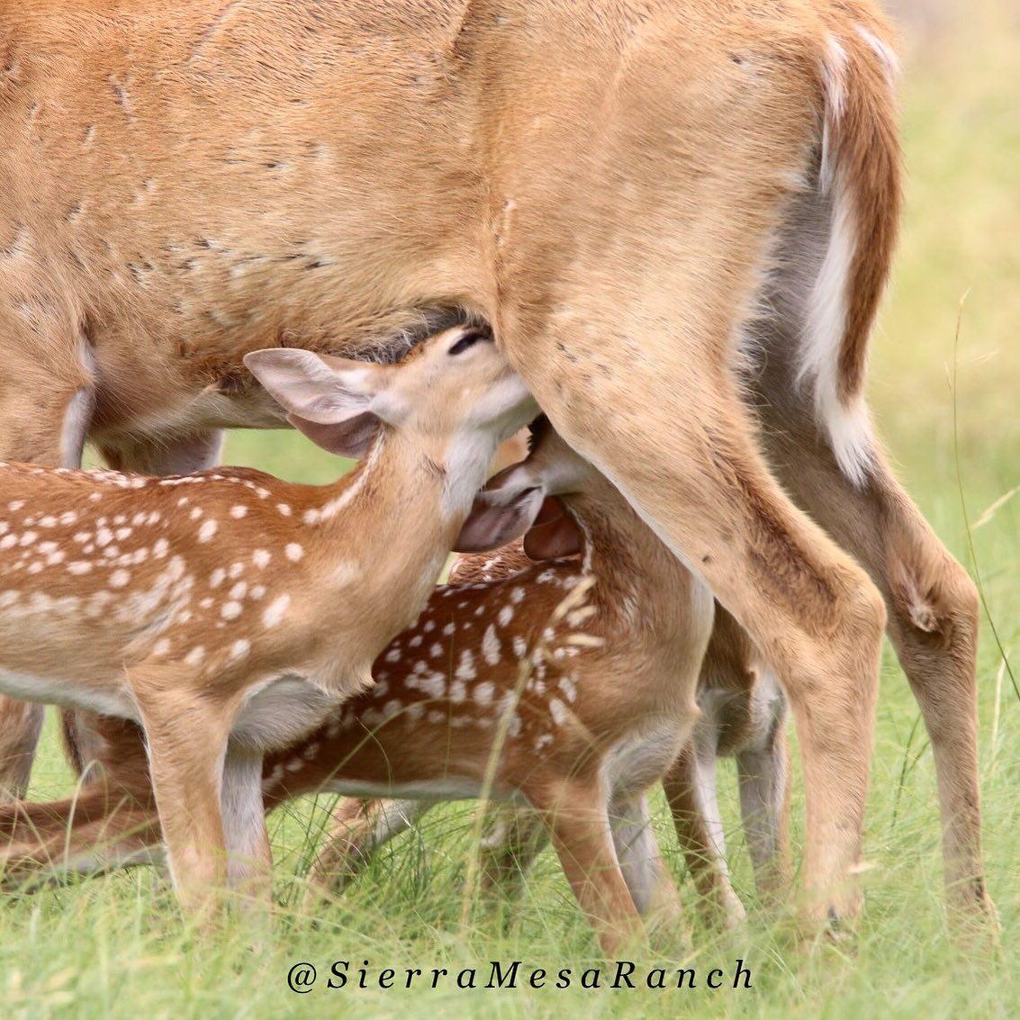 Fawns 2019 1