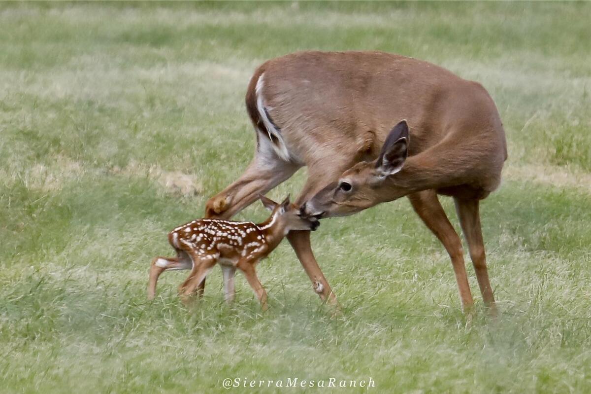 Fawns 2019 2