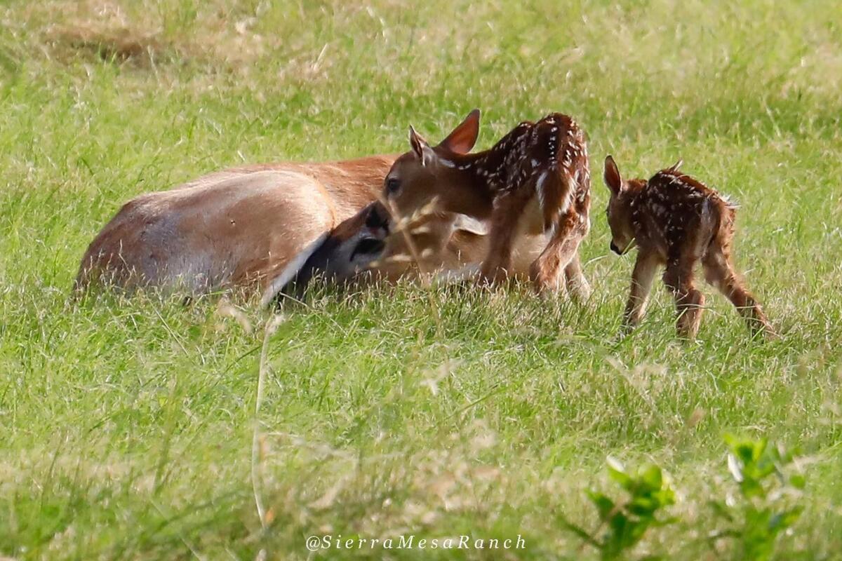 Fawns 2019 4