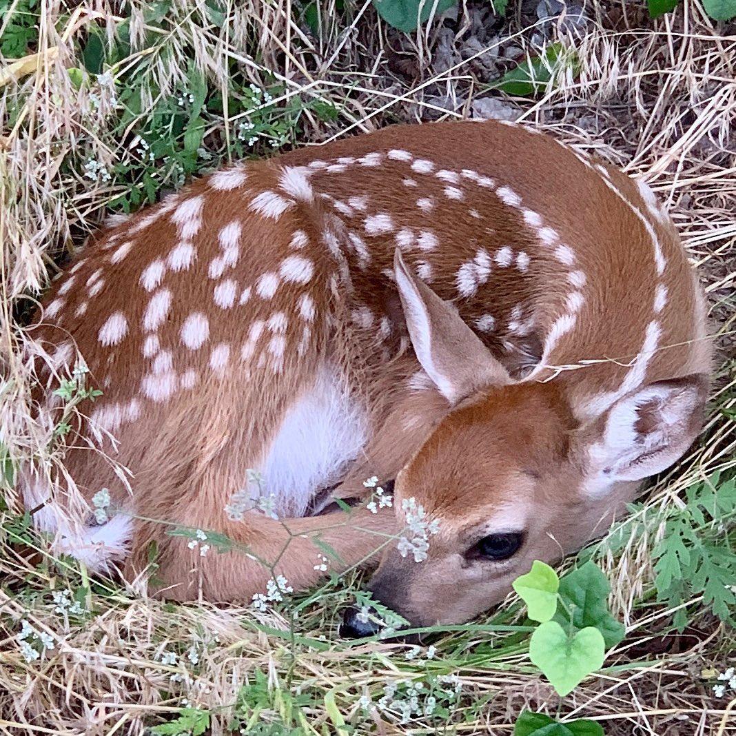 Fawns 2020 2