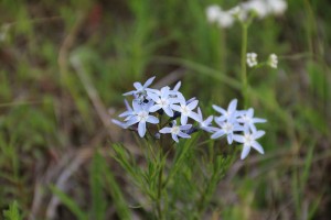 light blue flowers 