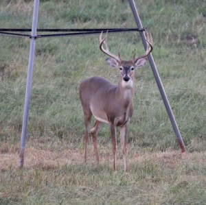ranch deer 16