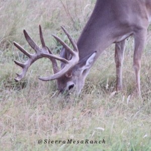ranch deer 18