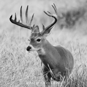 ranch deer 6